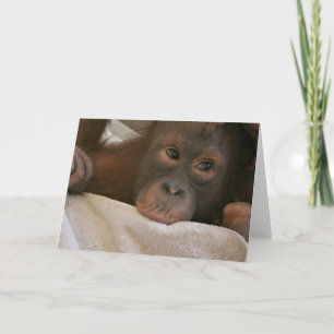 Carte de voeux Baby Chimp