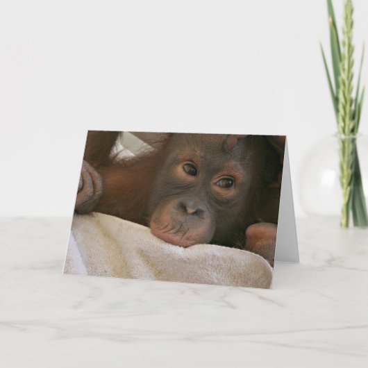 Carte de voeux Baby Chimp (Devant)