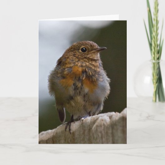Carte de voeux Baby Robin (Devant)