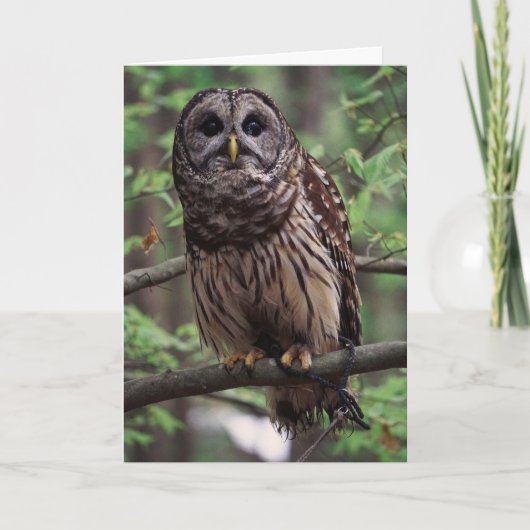Carte de voeux Barred Owl (Devant)