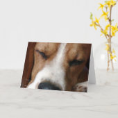Carte de voeux Beagle dormant (Fleur jaune)