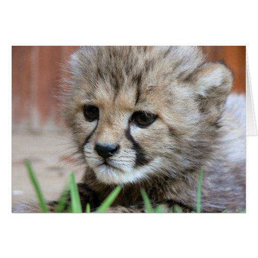 Carte de voeux - Bébé mignon Cheetah (Devant horizontal)