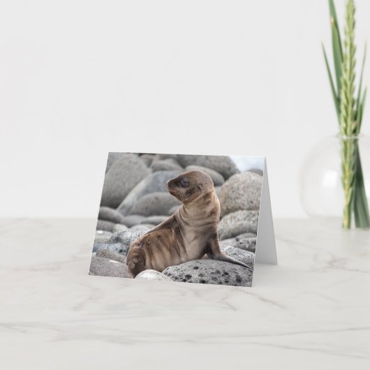 Carte de vœux bébé otarie (Devant)