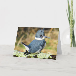 Carte de voeux Belted Kingfisher