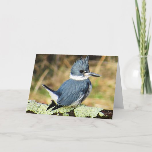 Carte de voeux Belted Kingfisher (Devant)
