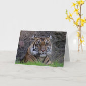 Carte de voeux Bengale Tiger (4765) (Fleur jaune)