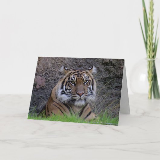 Carte de voeux Bengale Tiger (4765) (Devant)