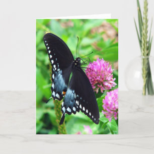 Carte de voeux Black Beauty Butterfly