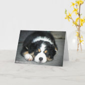 Carte de voeux Black Tri Australian Shepherd (Fleur jaune)