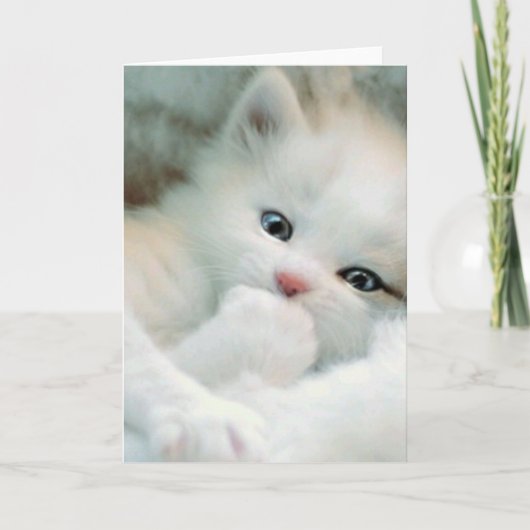 Carte de voeux - Blanc Fluffy Kitten (Devant)