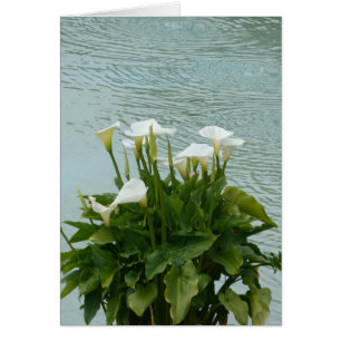 Carte de voeux blanche Calla Lilies et Water Blank
