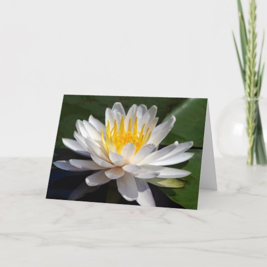 Carte de voeux blanche de blanc de nénuphar (Devant)