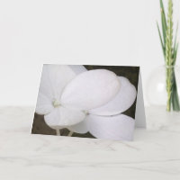 Carte de voeux blanche de fleurs d'hortensia de