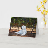 Carte de voeux blanche Golden Retriever (Fleur jaune)