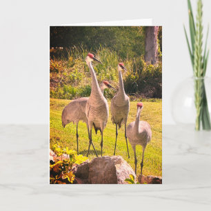 Carte de voeux blanche Grues Sandhill