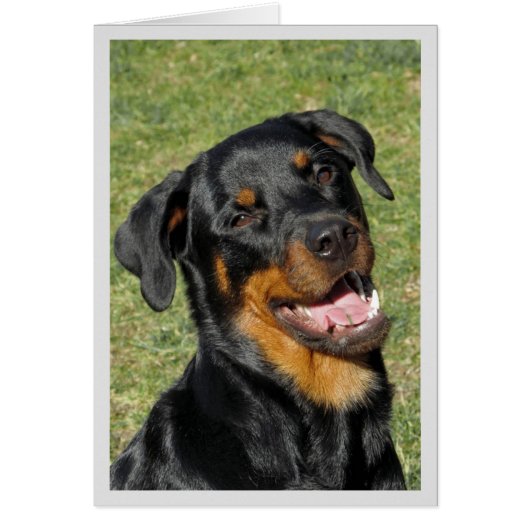 Carte de voeux blanche Heidi Cute Rottweiler (Devant)