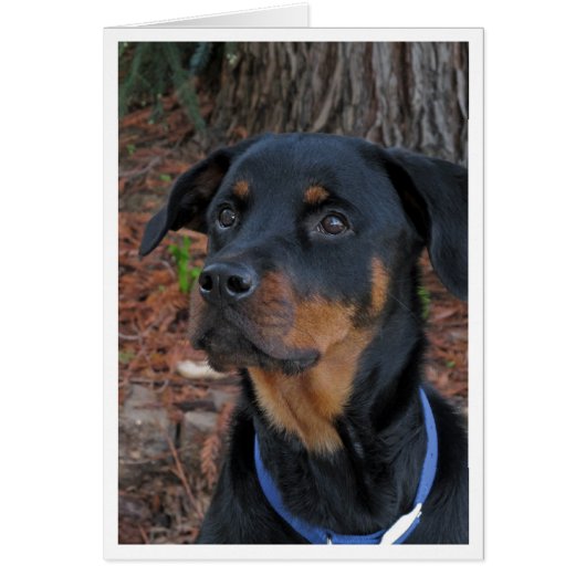Carte de voeux blanche Heidi Rottweiler (Devant)