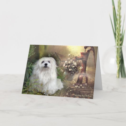 Carte de voeux blanche maltaise Snowdrop (Devant)