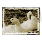 Carte de voeux blanche pour deux oies toutes les o (Devant horizontal)