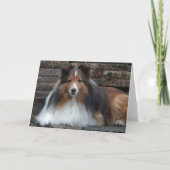 Carte de voeux blanche Sheltie (Devant)