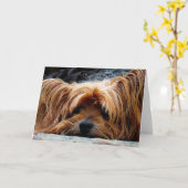 Carte de voeux blanche Yorkshire Terrier (Fleur jaune)
