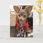 Carte de voeux Blank Chihuahua (Fleur jaune)