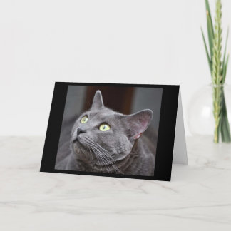 Carte de voeux bleue russe de délivrance de chat