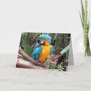 Carte de voeux Blue and Gold Macaw (4436)
