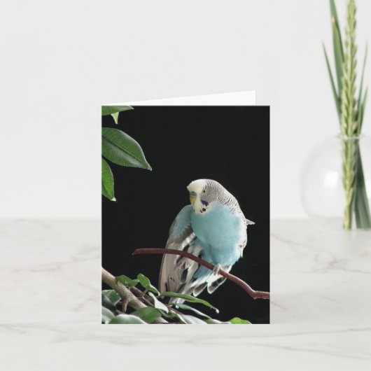 Carte de voeux Blue Budgie, carte de voeux Parakee (Devant)
