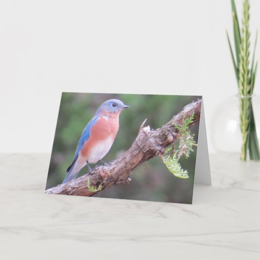 Carte de voeux Bluebird (Devant)