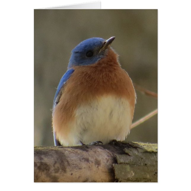 Carte de voeux Bluebird (Devant)