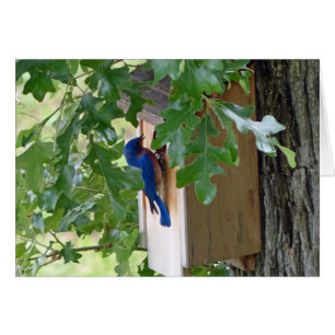 Carte de voeux Bluebird at Home