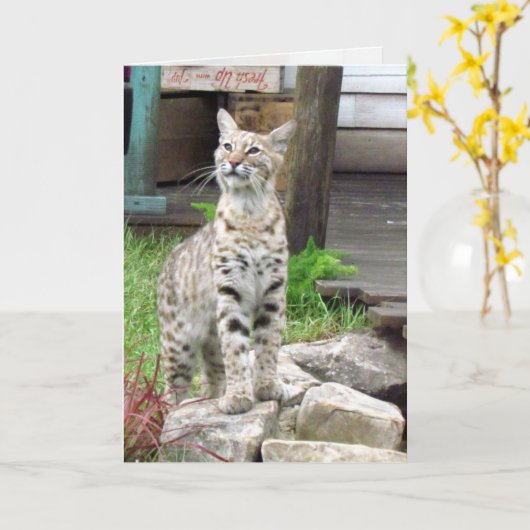 Carte de voeux Bobcat (Fleur jaune)