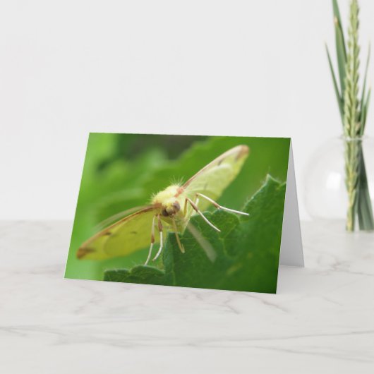 Carte de voeux Brimstone Moth (Devant)