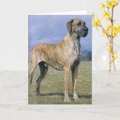 Carte de voeux Brindle Great Dane (Fleur jaune)