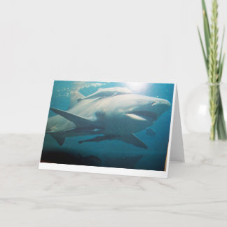 Carte de voeux Bull Shark