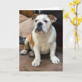 Carte de voeux Bulldog (Fleur jaune)