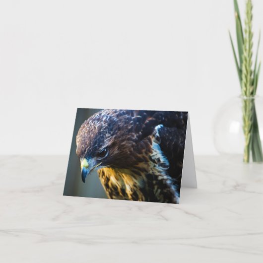 Carte de vœux Buse variable (Devant)