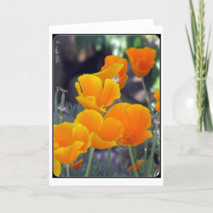 Carte de voeux California Poppies