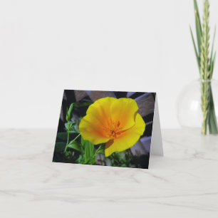 Carte de voeux California Poppy