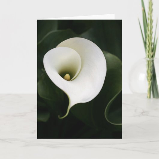 Carte de voeux Calla Lily (pas de frontière) (Devant)