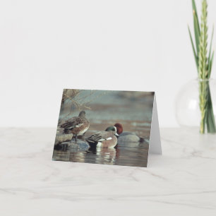 carte de vœux canard colvert américain sauvage