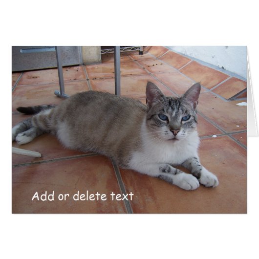 Carte de voeux Cat Photographie (Devant horizontal)