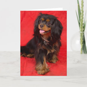 Carte de vœux Cavalier King Charles noir et feu