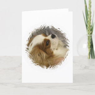 Carte de voeux Cavalier King Charles Spaniel
