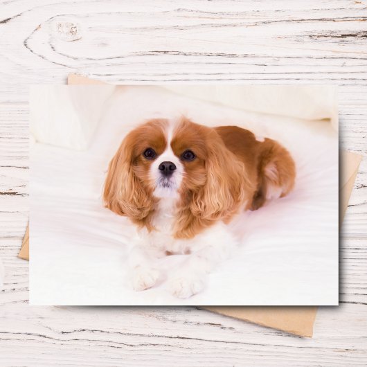 Carte de vœux Cavalier King Charles Spaniel