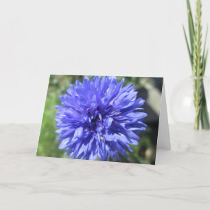 Carte de vœux - Centaurea bleu barbeau