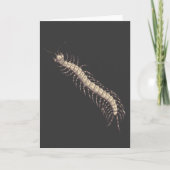 Carte de voeux Centipede (Devant)
