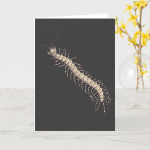 Carte de voeux Centipede