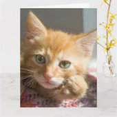CARTE DE VOEUX CHATON GINGEMBRE ANNIVERSAIRE (Fleur jaune)